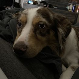 Rebel - Miniature Australian Shepherd