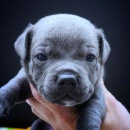 Gelato - Blue male Staffordshire Bull Terrier puppy in Dallas, Texas from Wild Blue Staffords