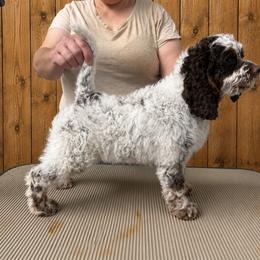 Reign - Blue roan and tan male Cockapoo puppy in Connersville, Indiana from MoonShine Babies