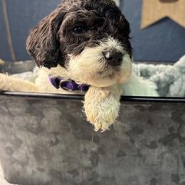 Purple - Blizzard - Parti female Goldendoodle puppy in Cleveland, Georgia from The O.G. Doodles