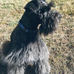 Miniature Schnauzers from Tamika Shelton
