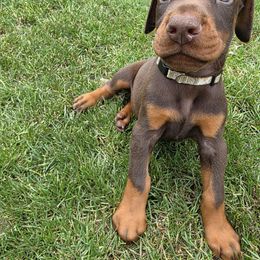 Topper - Red and rust male Doberman Pinscher puppy in Anderson, Indiana from Legendary Kennels