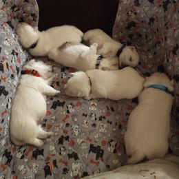West Highland White Terrier Puppies from Arlita's Westies