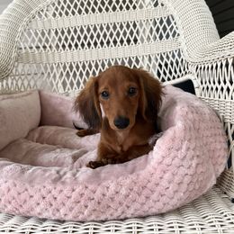 Dan - Sable male Dachshund puppy in Lake City, Florida from My Ditzy Doxies of Florida