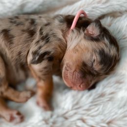 Bell - Aussiedoodle puppy in Chattanooga, Tennessee from Remedy Ridge Aussiedoodles