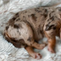 Bell - Aussiedoodle puppy in Chattanooga, Tennessee from Remedy Ridge Aussiedoodles