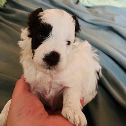 Spot - Parti male Miniature Schnauzer puppy in Norman, Oklahoma from Priscilla's Miniature Schnauzers