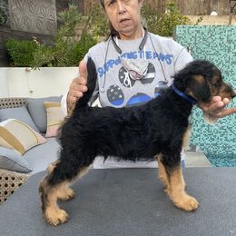 Airedale Terrier Puppies from Mar Vista