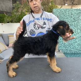 Airedale Terrier Puppies from Mar Vista