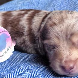 Girl 1 - Dapple female Dachshund puppy in Houston, Texas from L&L 4D Dancer’s Dachshunds