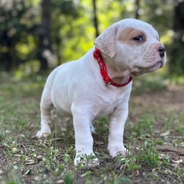 Girl 1 - White female American Bulldog puppy in Pace, Florida from Genesis American Bulldogs