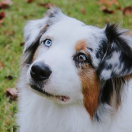 Jessi - Australian Shepherd