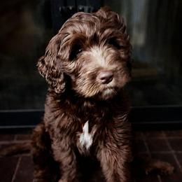 Shepherd - Brown male Double Doodle puppy in Whitsett, North Carolina from Rock Creek Doodles
