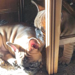 French Bulldog Puppies from 4 Leaf Frenchies