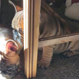 French Bulldog Puppies from 4 Leaf Frenchies