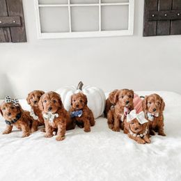 Cavapoo Puppies from Wonderful World Doodles
