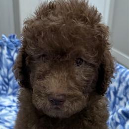 BEAR - Chocolate male Goldendoodle puppy in Maricopa, Arizona from AZ Designer Goldendoodles