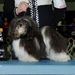 Havanese adult dog