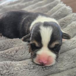 Brown Collar Female - Black and tan female Pembroke Welsh Corgi puppy in Tenino, Washington from LoneStar Corgis NW