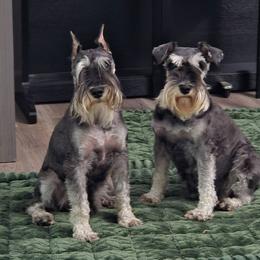 Cowboy - Miniature Schnauzer