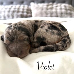 Violet - Blue merle female Bernedoodle puppy in Tulsa, Oklahoma from Magnolia Blossom Bernadoodles