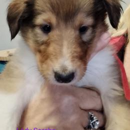 Lady Sorcha - Sable merle and white female Collie puppy in Elmhurst, Illinois from Stacey's Collies