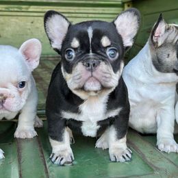 Bubba - Tricolors male French Bulldog puppy in Montrose, Colorado from San Juan Frenchies
