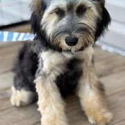 KitKat - Whoodle