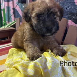 Dave - Wheaten male Soft Coated Wheaten Terrier puppy in Gladewater, Texas from Felicias Swheaties