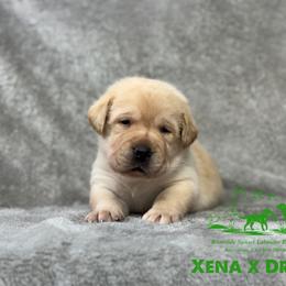 Green - Yellow male Labrador Retriever puppy in Beaverdam, Virginia from Riverside Sunset Labrador Retrievers