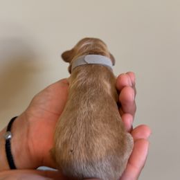 Gray Mini - Apricot male Goldendoodle puppy in Winston Salem, North Carolina from Shihtzuandoodlenc.LLC