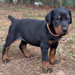 Adeline - Black and rust female Doberman Pinscher puppy in Toney, Alabama from Bhon Mhuir Dobermanns