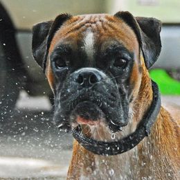 Boxers from Notloc von Galileo