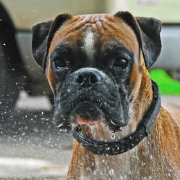 Boxers from Notloc von Galileo