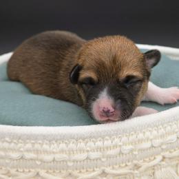 German Shepherd and Pembroke Welsh Corgi Puppies from J&R Shepherds & Corgis