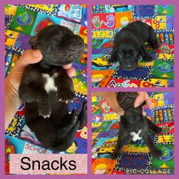 Snacks - Blue female Catahoula Leopard Dog puppy in Forbes, Minnesota from North Country Catahoulas