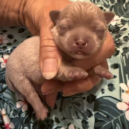 Silver boy - Silver and white male Chihuahua puppy in Summerfield, Florida from Uey’s Chihuahuas