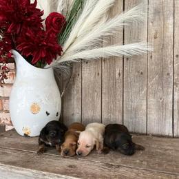 Dachshund Puppies from Little e Dachshunds