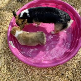 Pembroke Welsh Corgi Puppies from Annwyl McCorgis