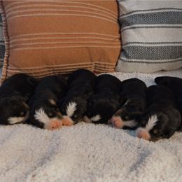 Bernese Mountain Dog Puppies from Blue Ridge Bernese