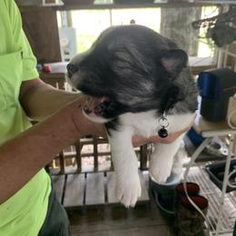 Siberian Husky Puppies from TRUHUSKY SIBERIANS