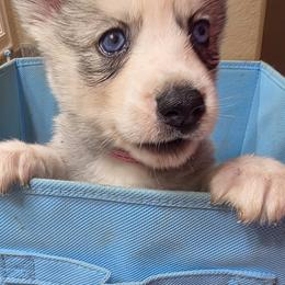 Girl 2 - female Siberian Husky puppy in Elgin, Texas from Hudson Husky
