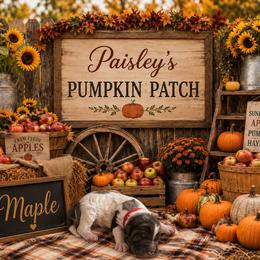 Maple - Merle female Bernedoodle puppy in Julian, Pennsylvania from Happy Valley Doodles