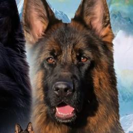 Fame - German Shepherd