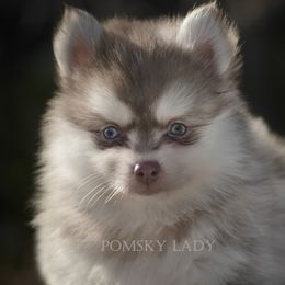 Pomsky Puppies from Pomsky Lady