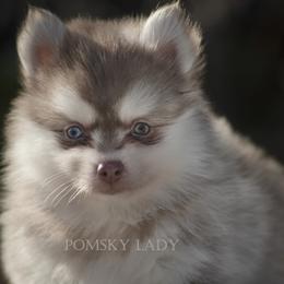 Pomsky Puppies from Pomsky Lady