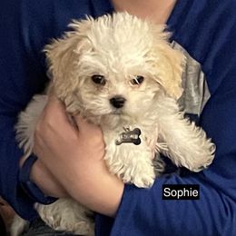 Cavalier King Charles Spaniel All Grown Up from Cozy Cavaliers