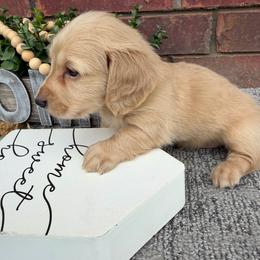 Dreamy - Cream female Dachshund puppy in Keota, Oklahoma from Skyview Doxie Ranch