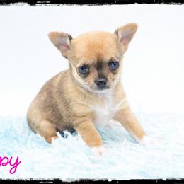 Poppy - Merle female Chihuahua puppy in Demorest, Georgia from Sourpatch Chihuahuas