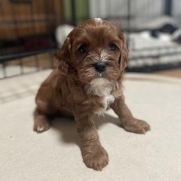 Cavalier King Charles Spaniel and Cavapoo Puppies from Larisa's Cavaliers